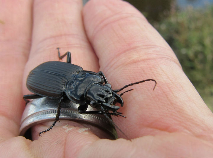 Ground Beetle